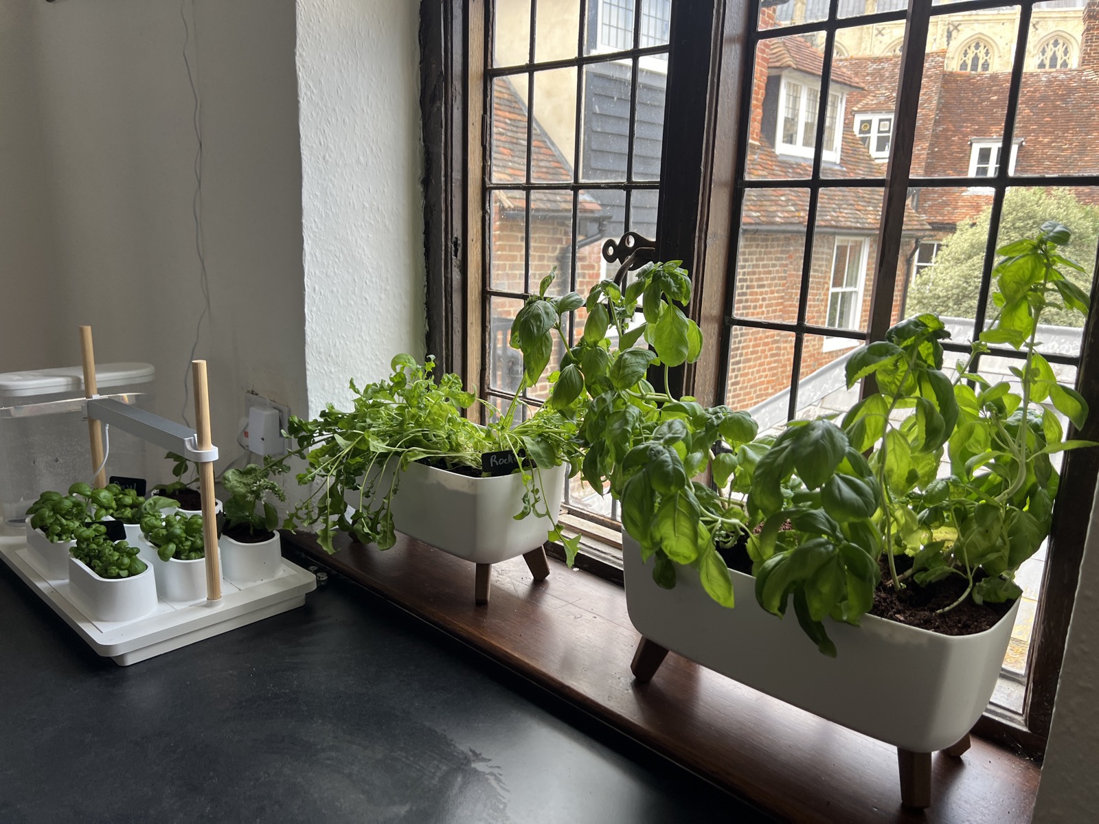 Our Auk Smart Garden — herbs growing on the café windowsill, cathedral rooftops beyond