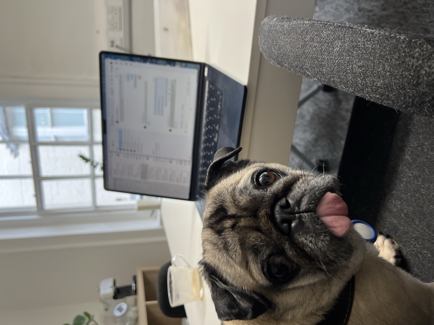 Marmaduke the pug — The Quarter’s Chief Happiness Officer — at a desk